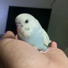 فرخ بادجي يقبل غر خارجي بشراهه شرط كل شي