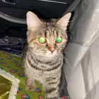 قطة بيت للتبني