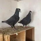 جوز زاجل بلاك مقنبر