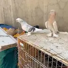 حمام تركي