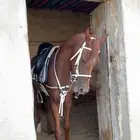 خيل للبيع شعبي