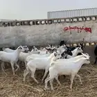 جفار