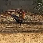 دجاجه على شكل ديك