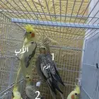مجموعه طيور البيع للكل او ممتفرق