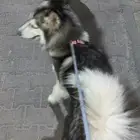 هاسكي للبيع