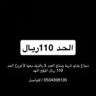 دجاج بلدي