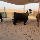 معزا عوارض