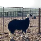 خروف ثني