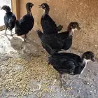 صوص بلدي للبيع