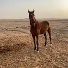 حصان انقليزي كفو
