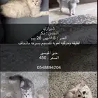 قطة ذكر لطيف للبيع