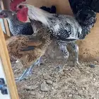 فراريج