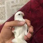 روز البينو صافي عيون حمر
