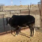 بقره حايل للبييع