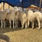 طليان