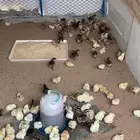 صوص دجاج بلدي شرط النظافه والصحه بإذن الله