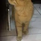 قطط