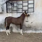 مهرة شعبيه شيخه