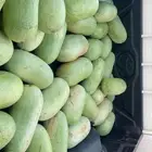 جح او بطيخ الجوف