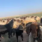 غنم
