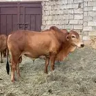 ثور للبيع مضمون فحل السن ثني الموقع هروب