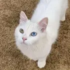 قطه للتبني