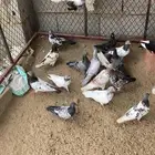 حمام باكستاني