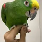 امزوني يلو كراون اليف جدا تم البيع