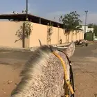 حصص تعليم ركوب خيل