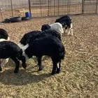 طليان ورخال