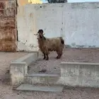 تيس فحل مشروط