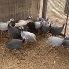 دجاج احبشي
