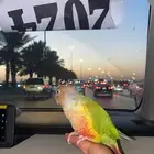 كنيور اناناس رد فاكتور