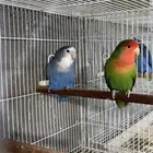 للبيع زوج روز منتج وجاهز على الاخر ومستوى قوي