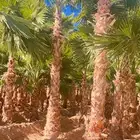 نخيل للبيع واسعار طيبه