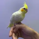 للبيع كوكتيل لوتينو أليف وجميل ما شاء الله