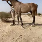 حصان شعبي العمر 3 سنوات الارتفاع سبع بلكات الحصان طبعه هادي