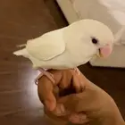 عصفور روز اليف جدا هدد خراجي داخلي