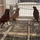 حمام عراقي