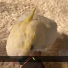 للبيع ببغاء كوكاتو