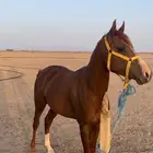 خيل شعبي