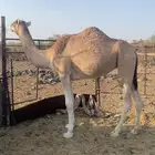 بكره حمراء لقيه