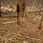 قعود للبيع