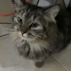 قط للبيع