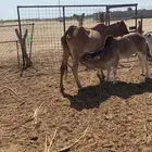 حسيل عجل لباني