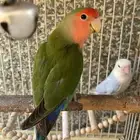 ذكور روز