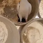 سلام عليكم ورحمة الله وبركاته حمامه سوري البيع