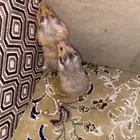 هامستر سوري