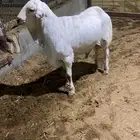 طلي رفيدي طيب بالحيل جذذذع