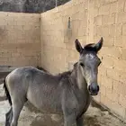 فرس مع مهرتها
